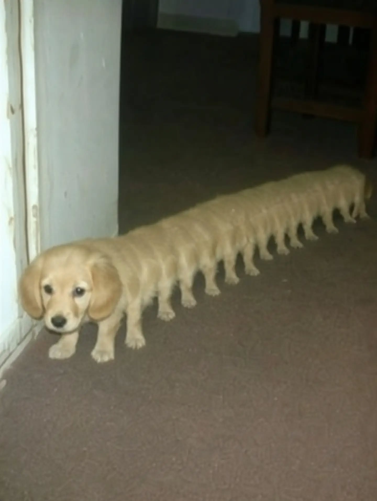 AI slop artwork of a long many-legged dog stretching down a hallway